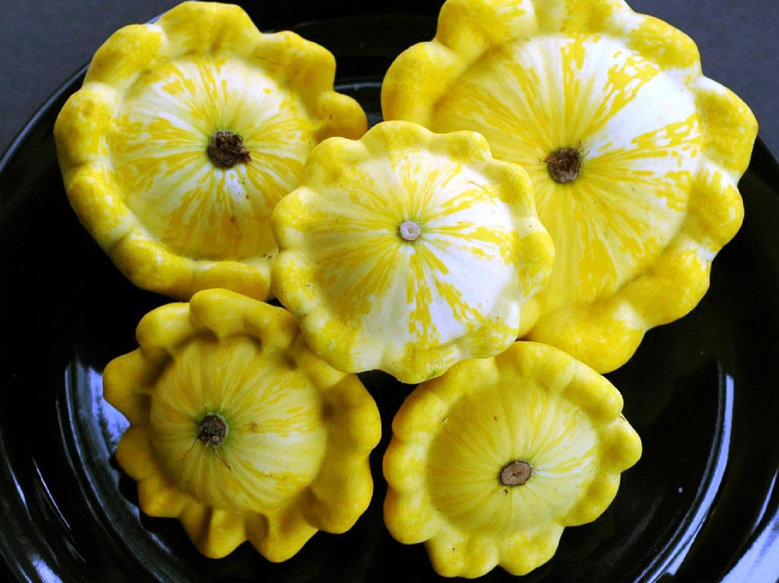 Golden Bush Scallop Summer Squash, 3 g : Southern Exposure Seed