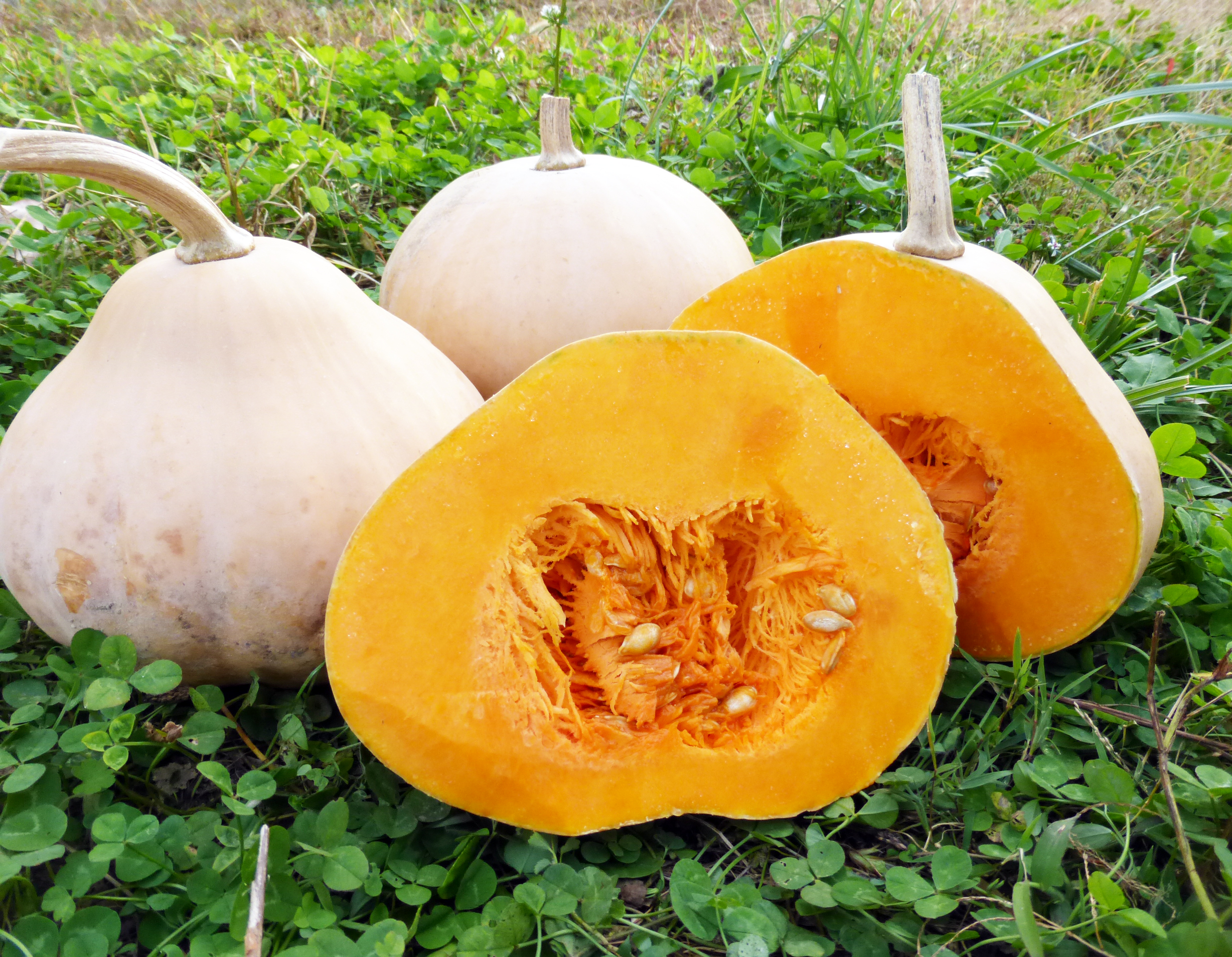 Mrs. Amerson's Winter Squash, 3 g Southern Exposure Seed Exchange