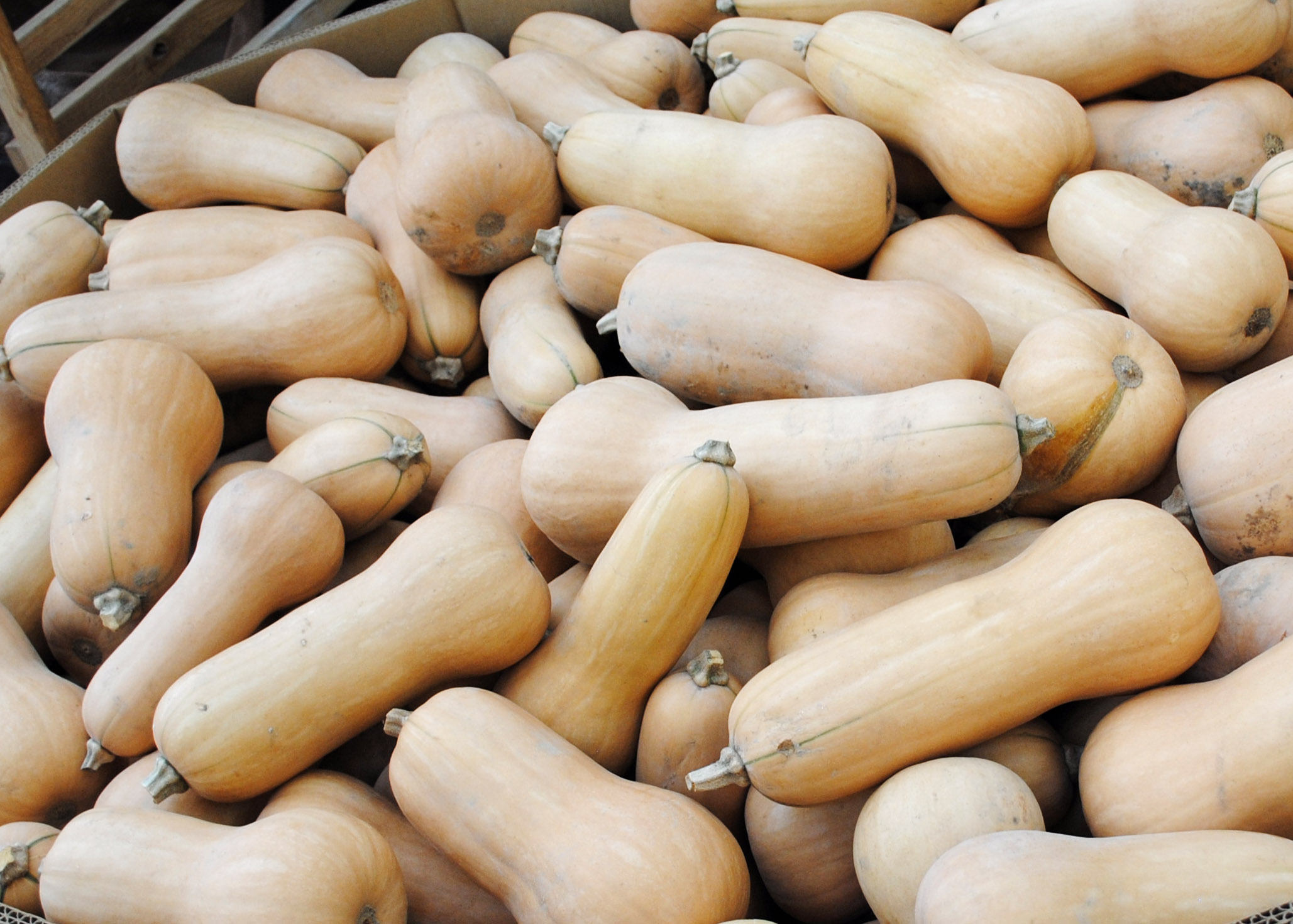 Butternut Squash Varieties at Edward Criss blog Butternut Squash Varieties at Edward Criss blog