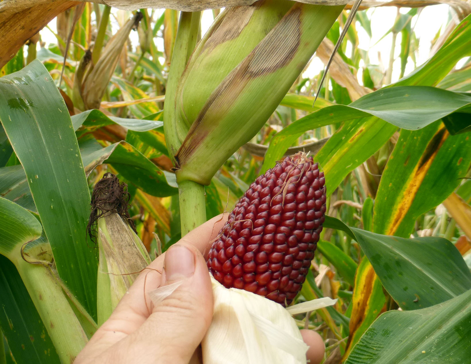 Strawberry (Two Inch Strawberry) Popcorn, 28 g Southern