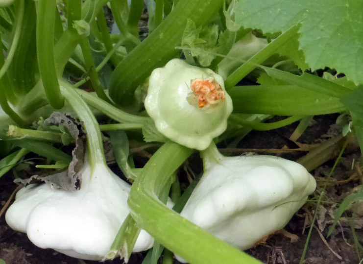 Early White Bush Scallop Summer Squash, 3 g : Southern Exposure Seed