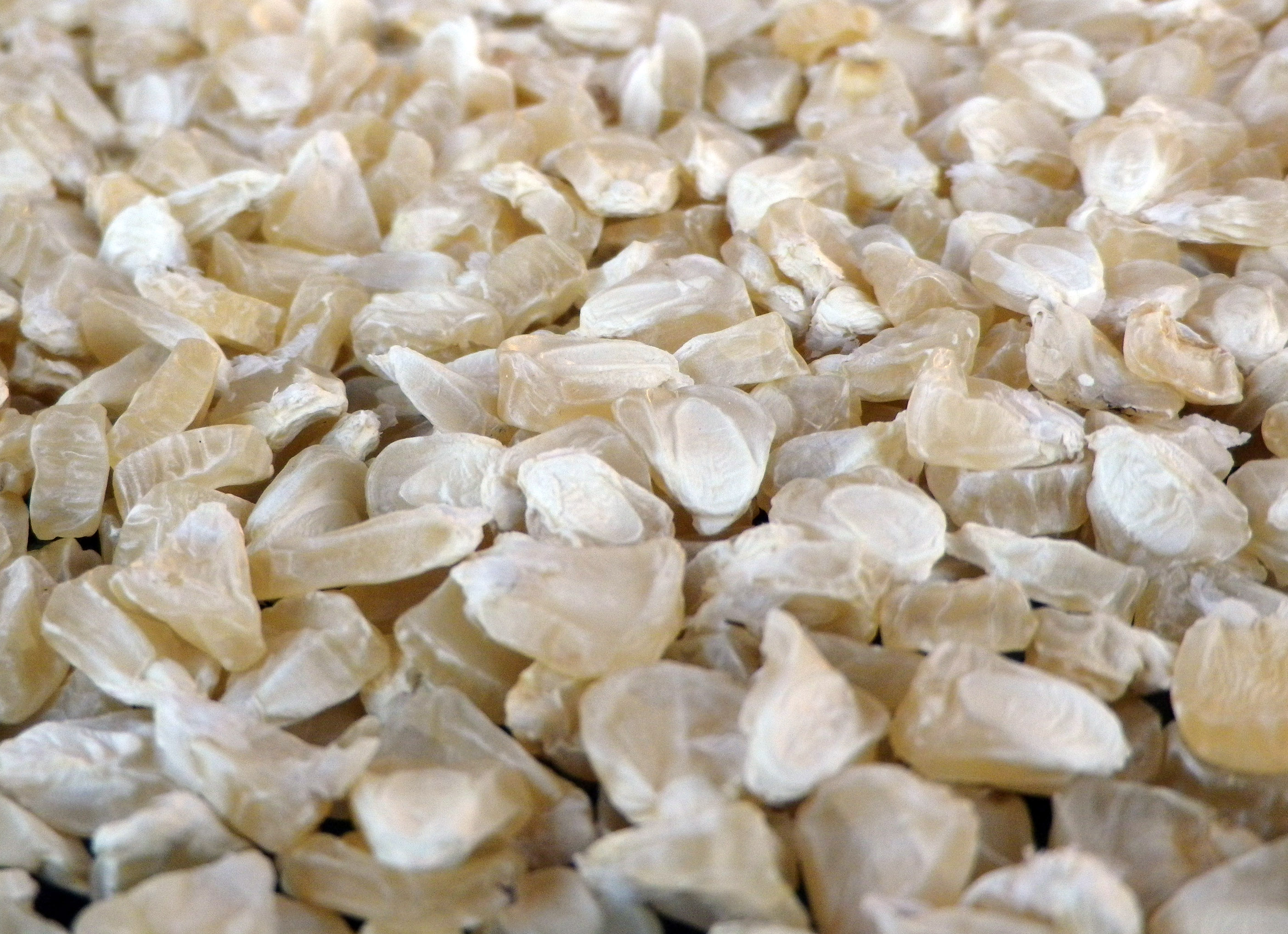 Silver Queen hybrid Sweet Corn, 28 g Southern Exposure Seed