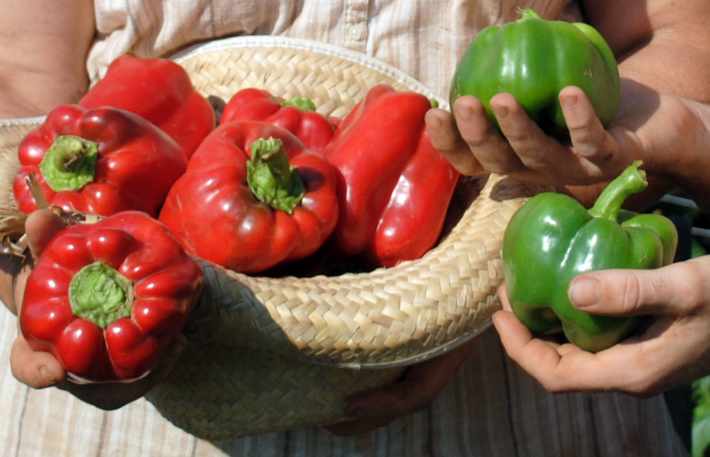 Image result for sweet pepper