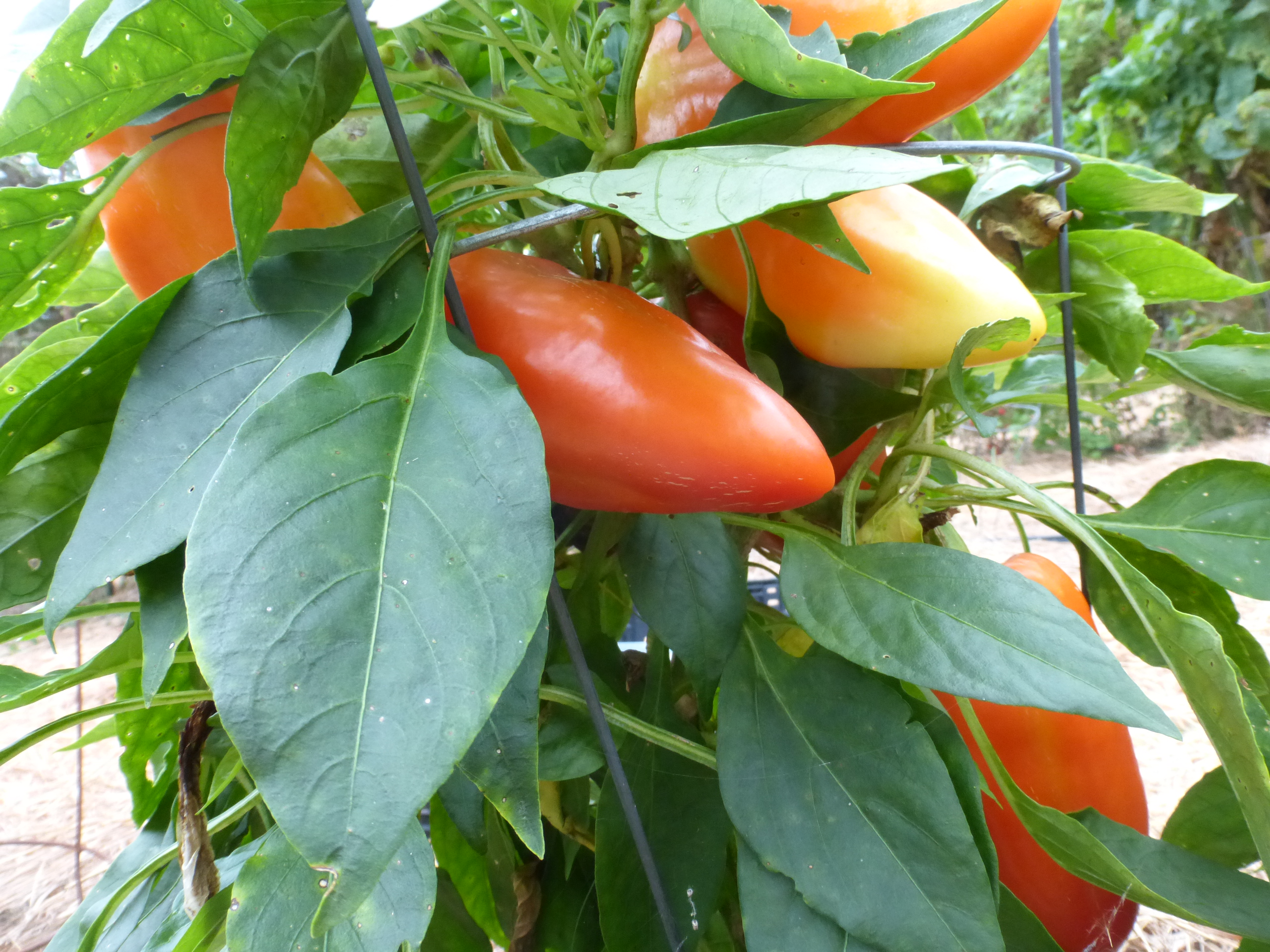Feherozon Sweet Bell Pepper, 0.3 g Southern Exposure Seed Exchange