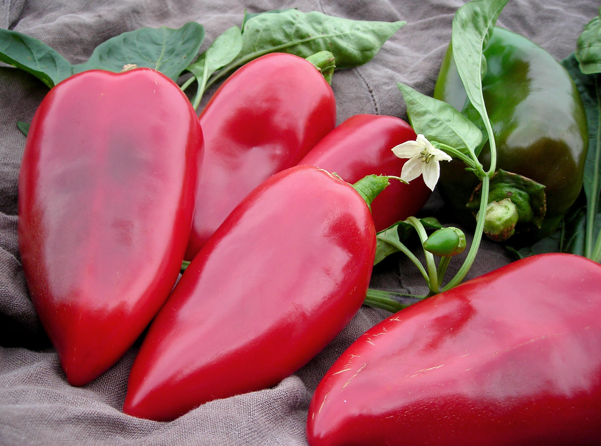 Lipstick Sweet Pepper, 0.3 g : Southern Exposure Seed Exchange, Saving