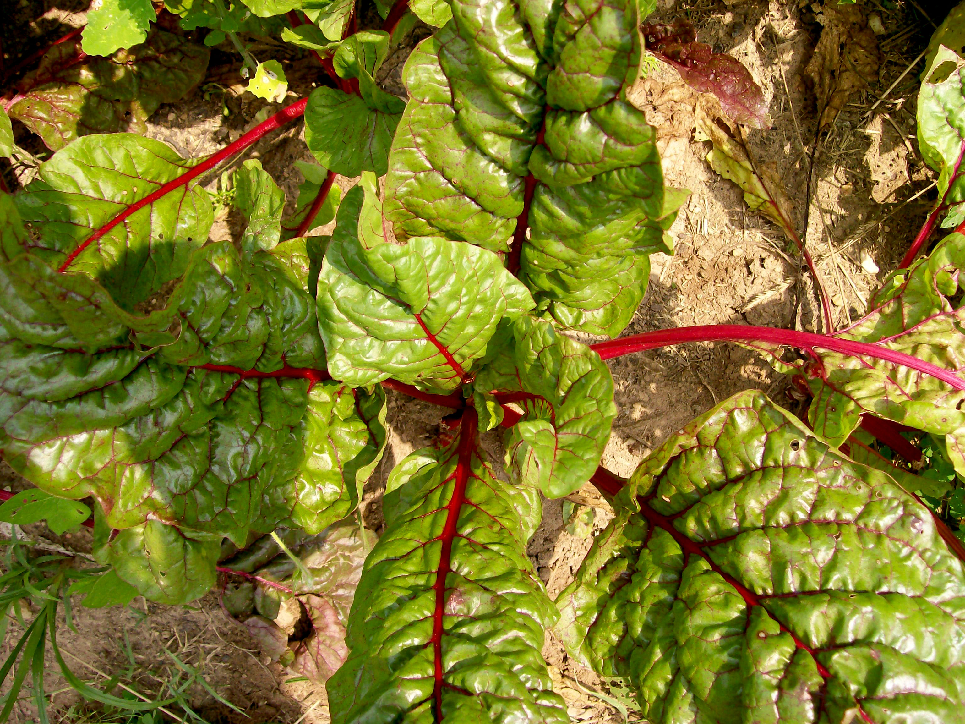 Ruby Red Rhubarb Chard Swiss Chard Bulk Size 28 G Southern ruby-red-rhubarb-chard-swiss-chard-bulk-size-28-g-southern