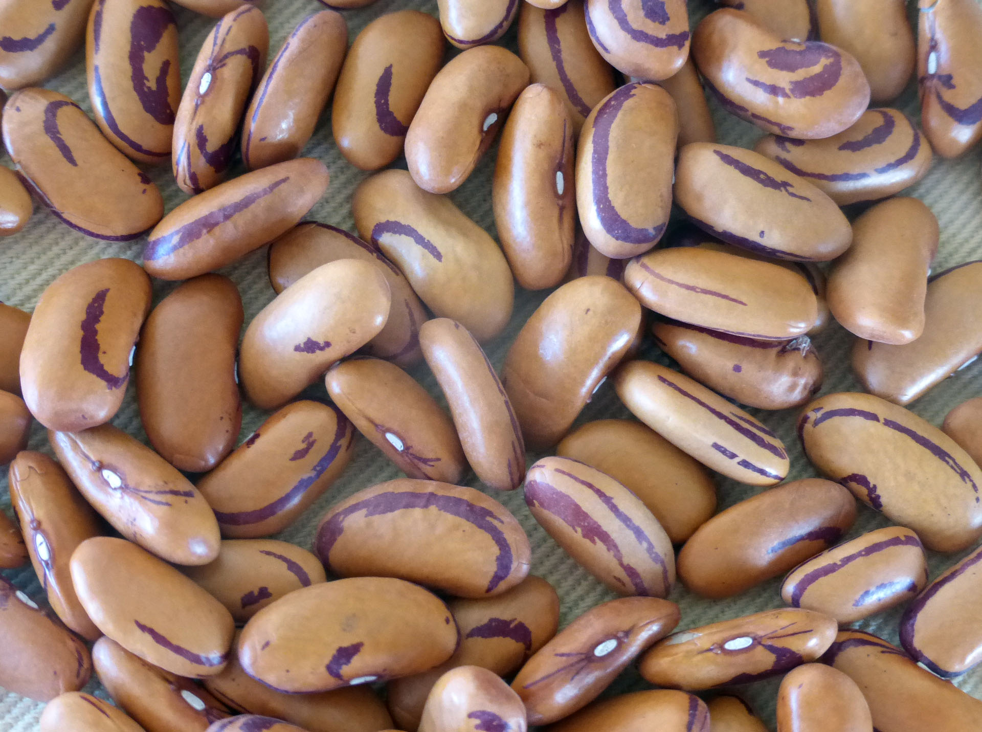 Tiger Eye Bush Dry Bean, bulk size 1/4 lb Southern Exposure Seed