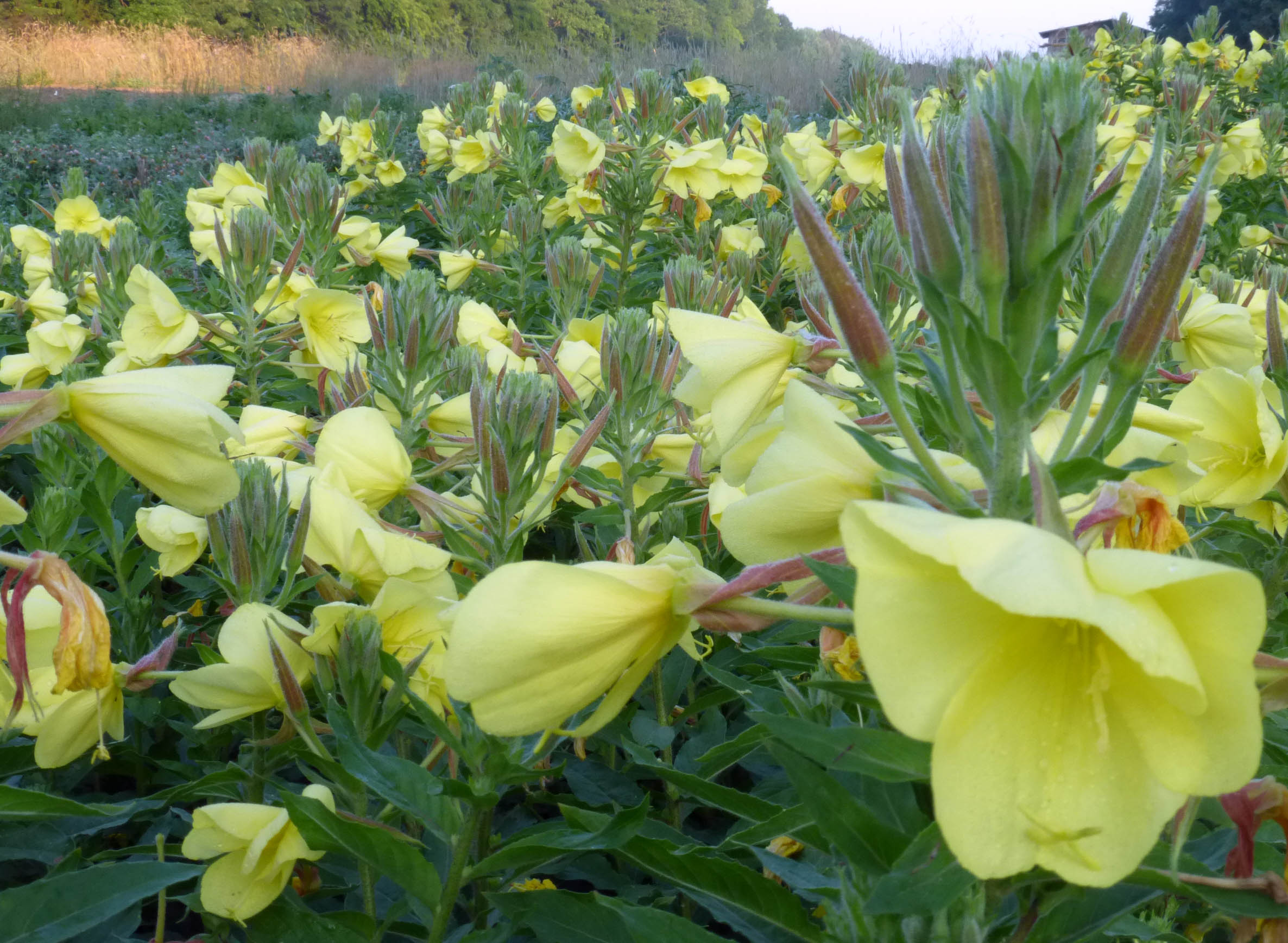 Evening Scented Primrose, Tina James' Magic, 0.05 g Southern Exposure