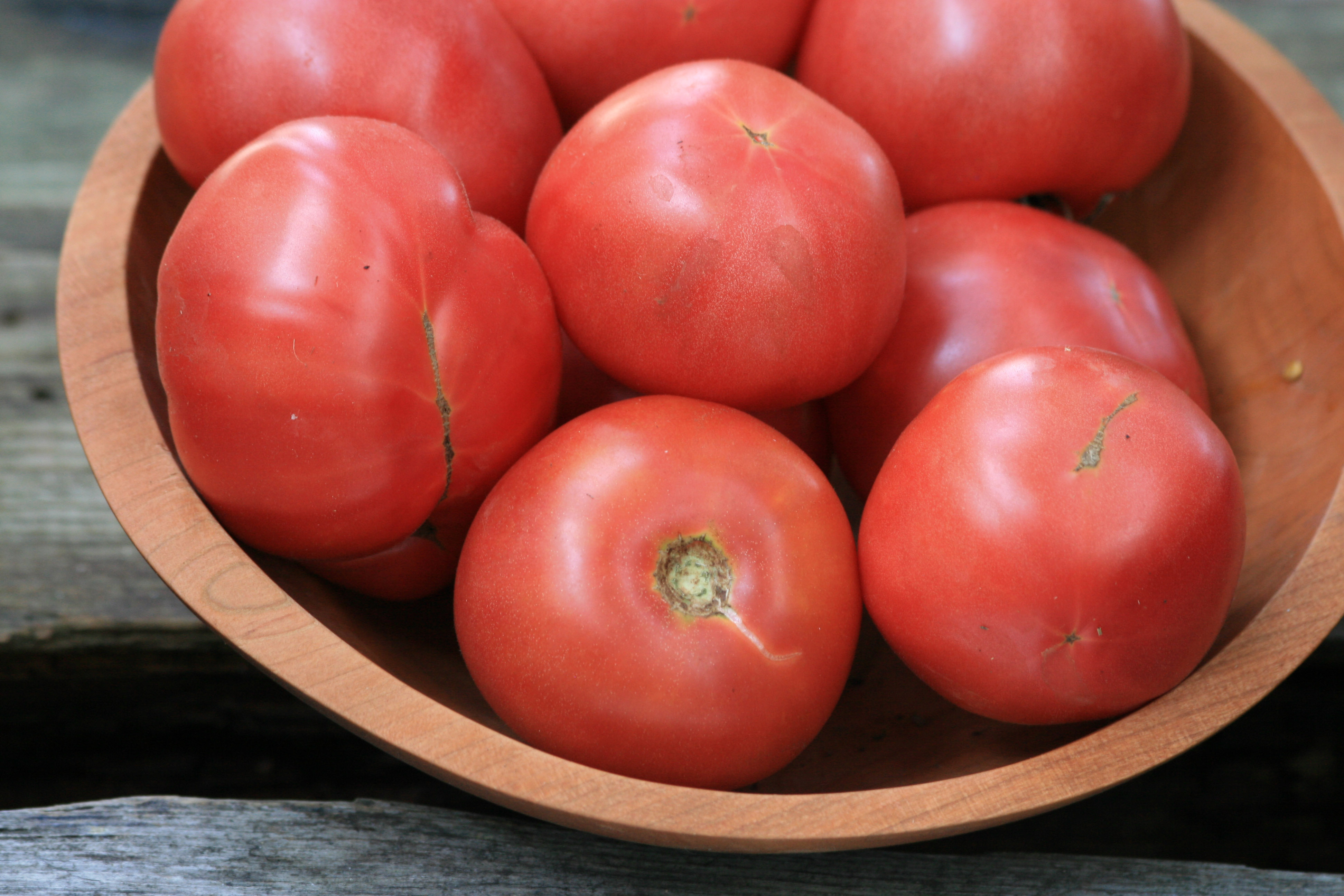 Arkansas Traveler Tomato, bulk size: 1.5 g : Southern Exposure Seed