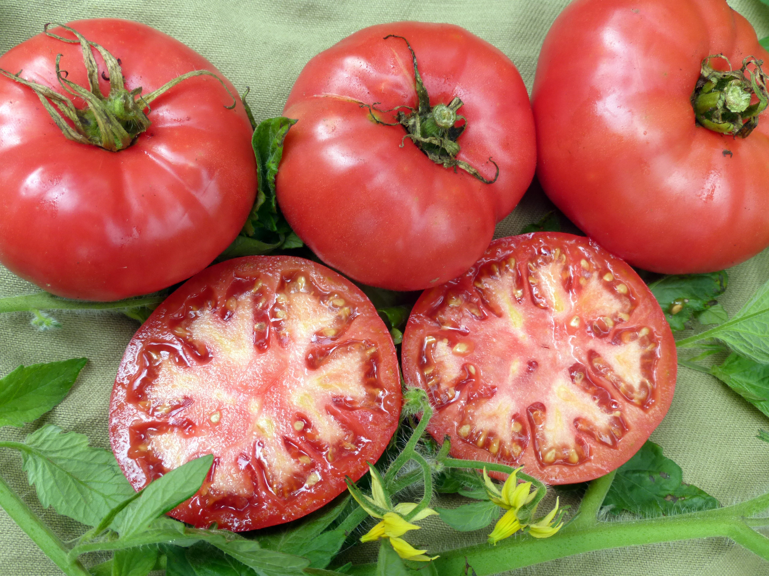 Tomato pink elephant: description of the variety, photo, characteristics, cultivation 86 Tomato pink elephant: description of the variety, photo, characteristics, cultivation 20