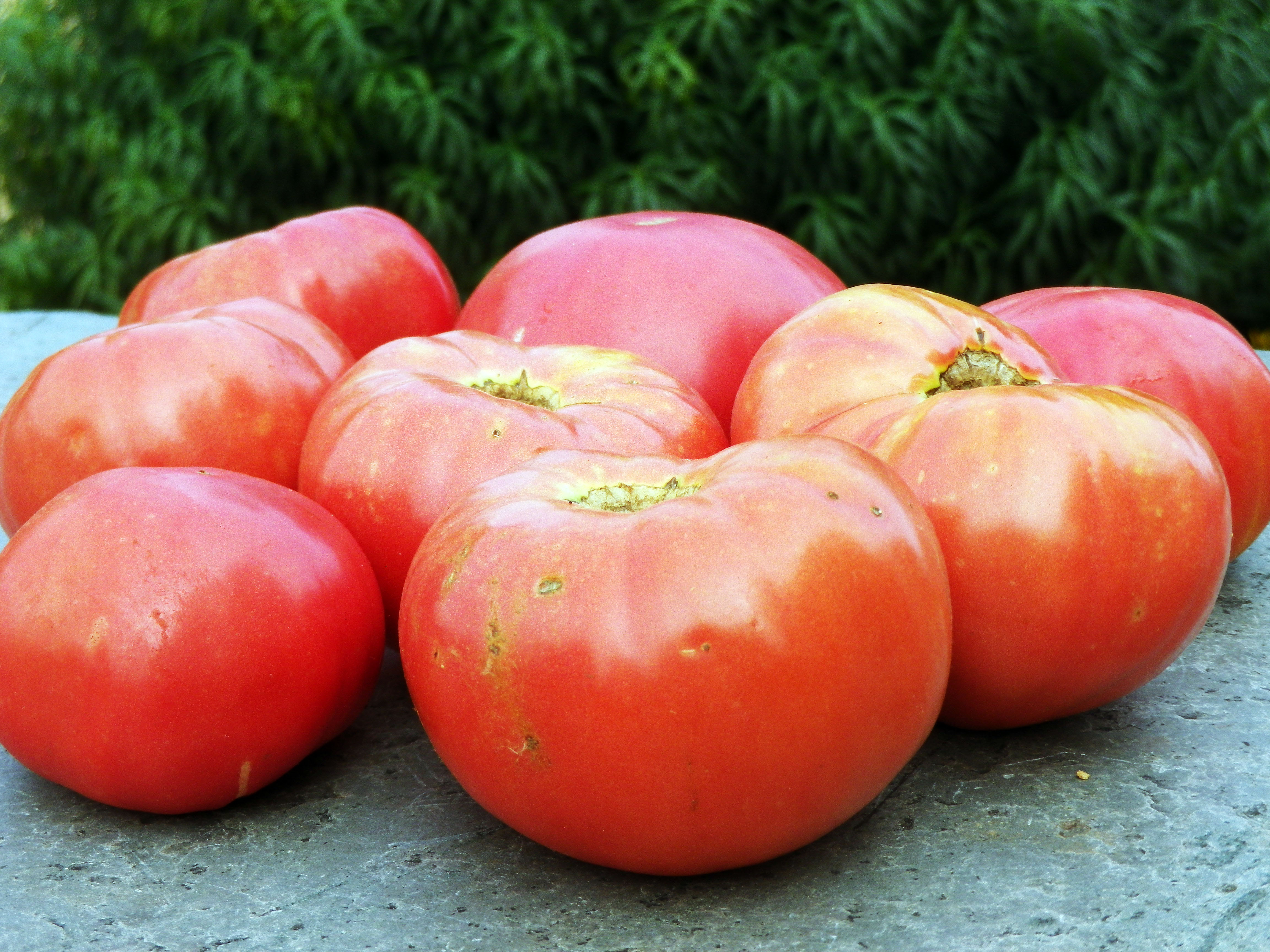 German Johnson Tomato, bulk size 1.5 g Southern Exposure Seed