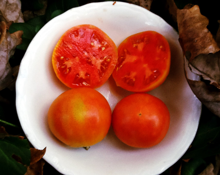 Long Keeper Winter Storage Tomato, 0.16 g : Southern Exposure Seed