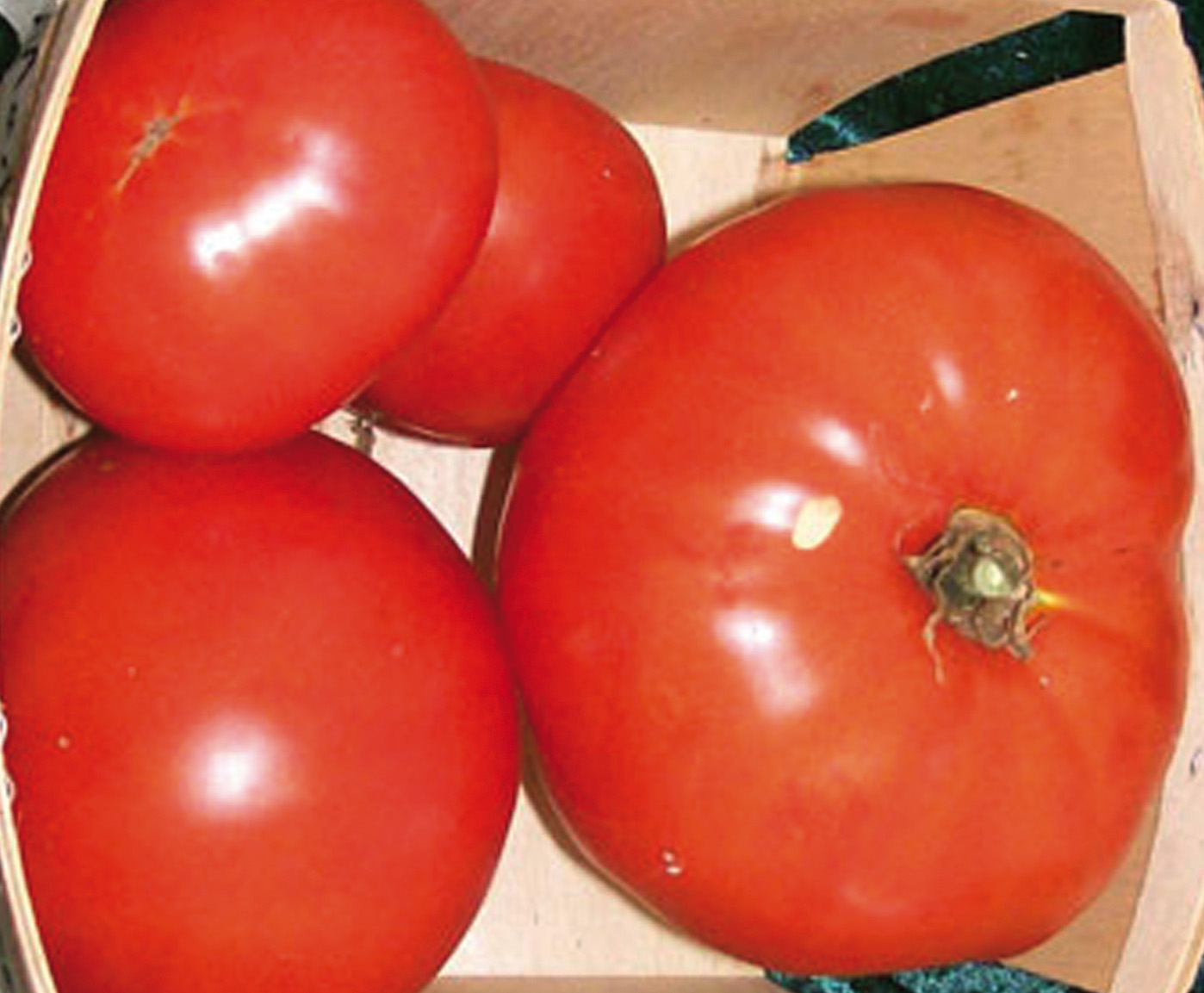 Giant Tomatoes