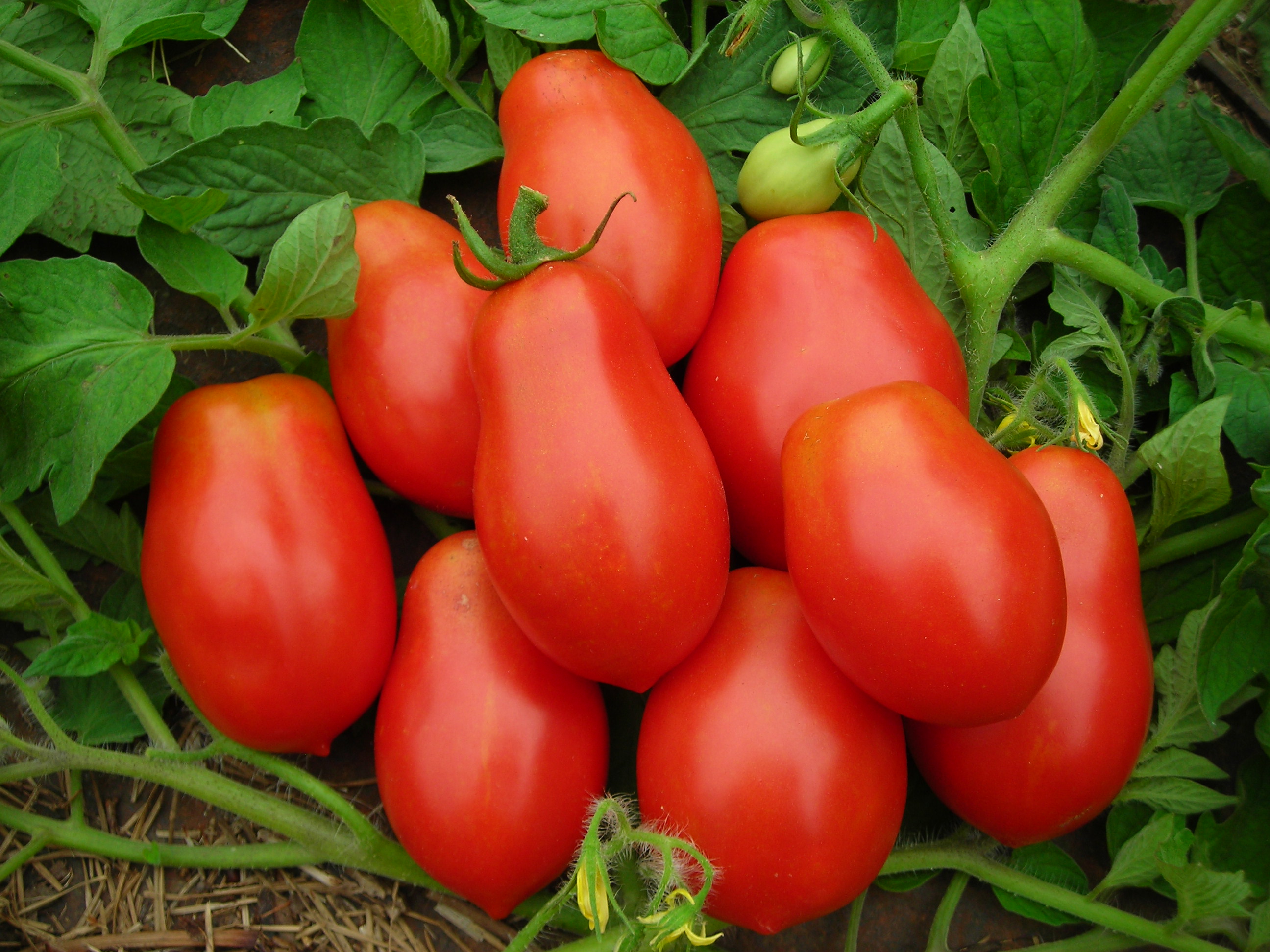 Roma VF, Virginia Select Paste Tomato, 0.16 g Southern