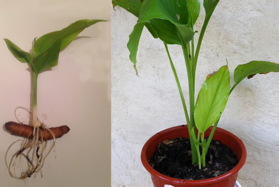 Turmeric Plants Southern Exposure Seed Exchange, Saving the Past for