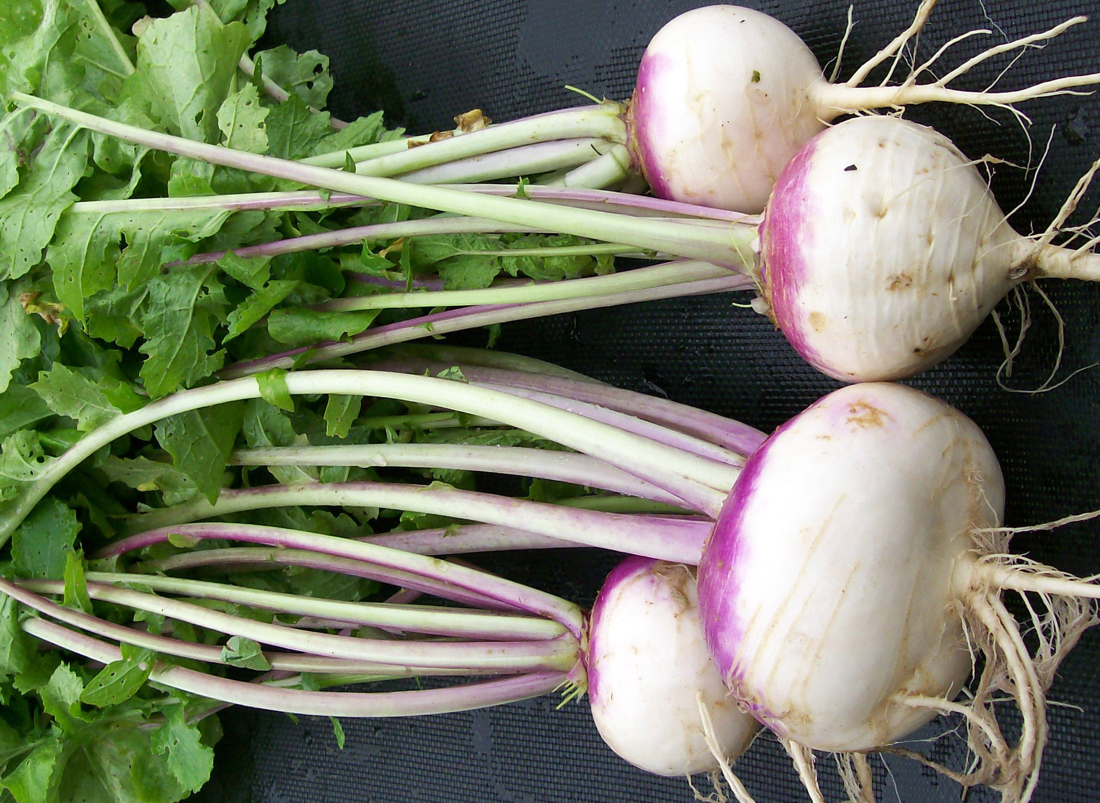 Purple Top White Globe Turnip, 3 g : Southern Exposure Seed Exchange