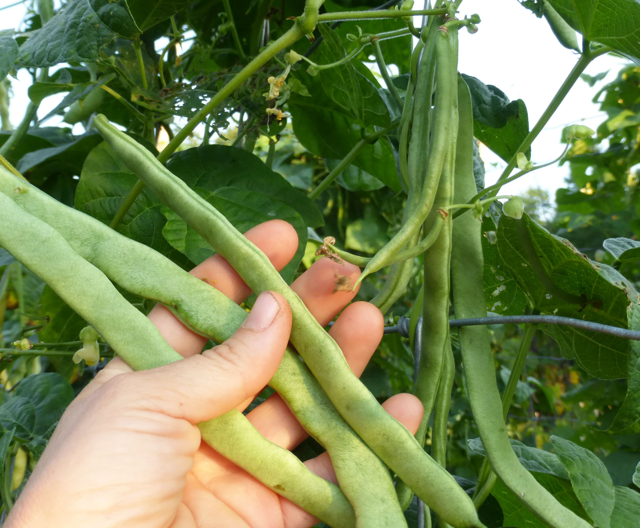 Withner White Cornfield Pole Snap Bean, 14 g Southern Exposure Seed