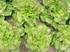 Crawford Bibb (Butterhead) Lettuce, bulk size: 28 g Crawford Bibb (Butterhead) Lettuce, bulk size: 28 g
