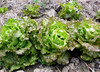 Drunken Woman Looseleaf Lettuce, bulk size: 28 g Drunken Woman Looseleaf Lettuce, bulk size: 28 g