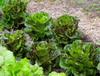 Mayan Jaguar Lettuce, 0.5 g Mayan Jaguar Lettuce, 0.5 g