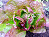 Sweet Valentine Romaine Lettuce, bulk size: 28 g Sweet Valentine Romaine Lettuce, bulk size: 28 g