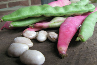 Logan Giant BEAN, SNAP (POLE) 28 g Logan Giant BEAN, SNAP (POLE) 28 g