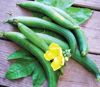 vining okra