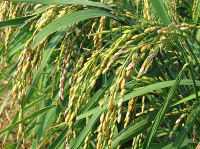 Rice: M-101 GRAIN 7 g Rice: M-101 GRAIN 7 g