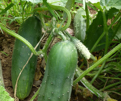 Marketmore 80 Cucumber 2 g Marketmore 80 Cucumber 2 g