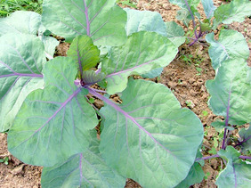 Alabama Blue collards