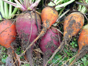 Three Root Grex beet