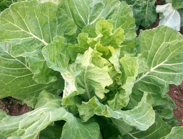 Georgia Cabbage collards