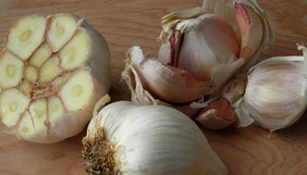 softneck garlic