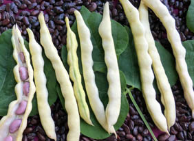 Grandma Nellie's Yellow Mushroom bean