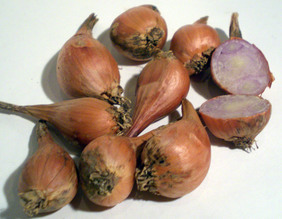 grey griselle shallots