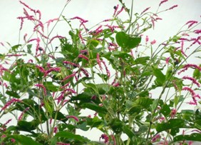 Kiss-Me-Over-The-Garden-Gate