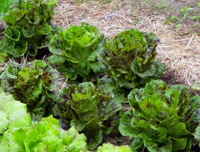 Mayan Jaguar lettuce