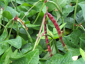 peas-southern-big-red-ripper_MED.jpg