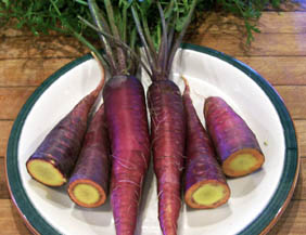 Purple Dragon carrot