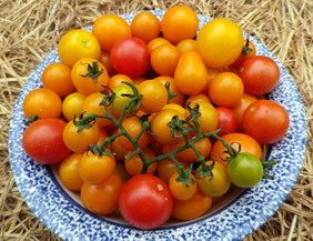 Amy’s Apricot Mix Cherry Tomato, 0.08 g : Southern Exposure Seed