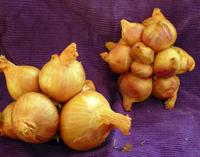 yellow potato onion
