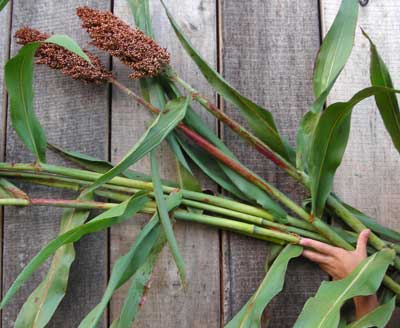 Mennonite SORGHUM 114 g Mennonite SORGHUM 114 g
