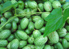 Mexican Sour Gherkin (Mouse Melon, Sandita) GHERKIN 0.2 g Mexican Sour Gherkin (Mouse Melon, Sandita) GHERKIN 0.2 g