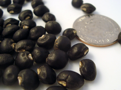 Peking Black Southern Pea (Cowpea) 28 g Peking Black Southern Pea (Cowpea) 28 g