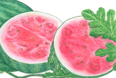 Sugar Baby WATERMELON 3 g Sugar Baby WATERMELON 3 g