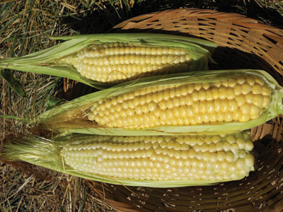 Ashworth Sweet Corn 28g Ashworth Sweet Corn 28g