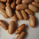 Louisiana Purple Pod BEAN, SNAP (POLE) 28 g Louisiana Purple Pod BEAN, SNAP (POLE) 28 g