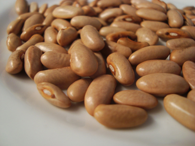 Louisiana Purple Pod BEAN, SNAP (POLE) 28 g Louisiana Purple Pod BEAN, SNAP (POLE) 28 g