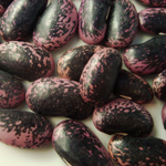 Scarlet Runner BEAN, RUNNER 42 g