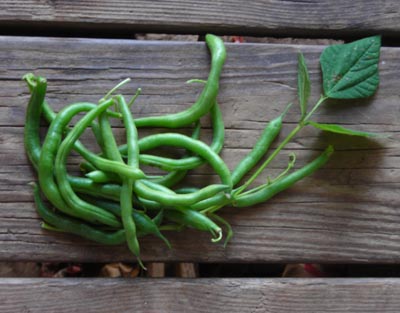 Blue Lake Bush (Blue Lake 274) Snap Bean (Bush) 28g Blue Lake Bush (Blue Lake 274) Snap Bean (Bush) 28g